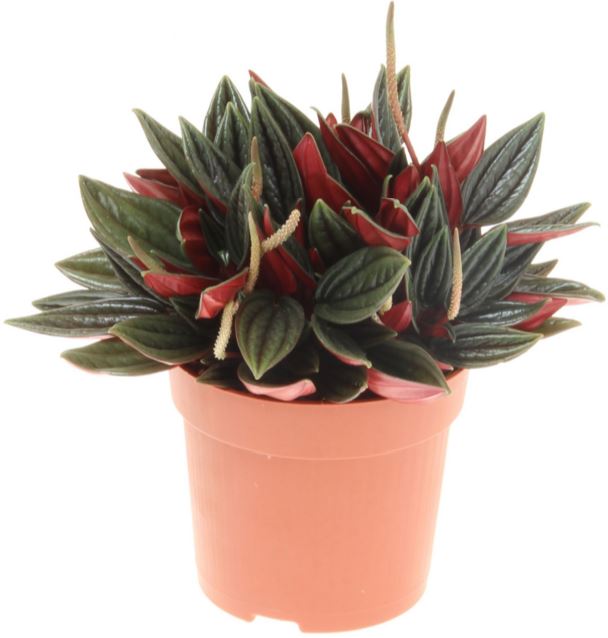 4" Peperomia Rosso